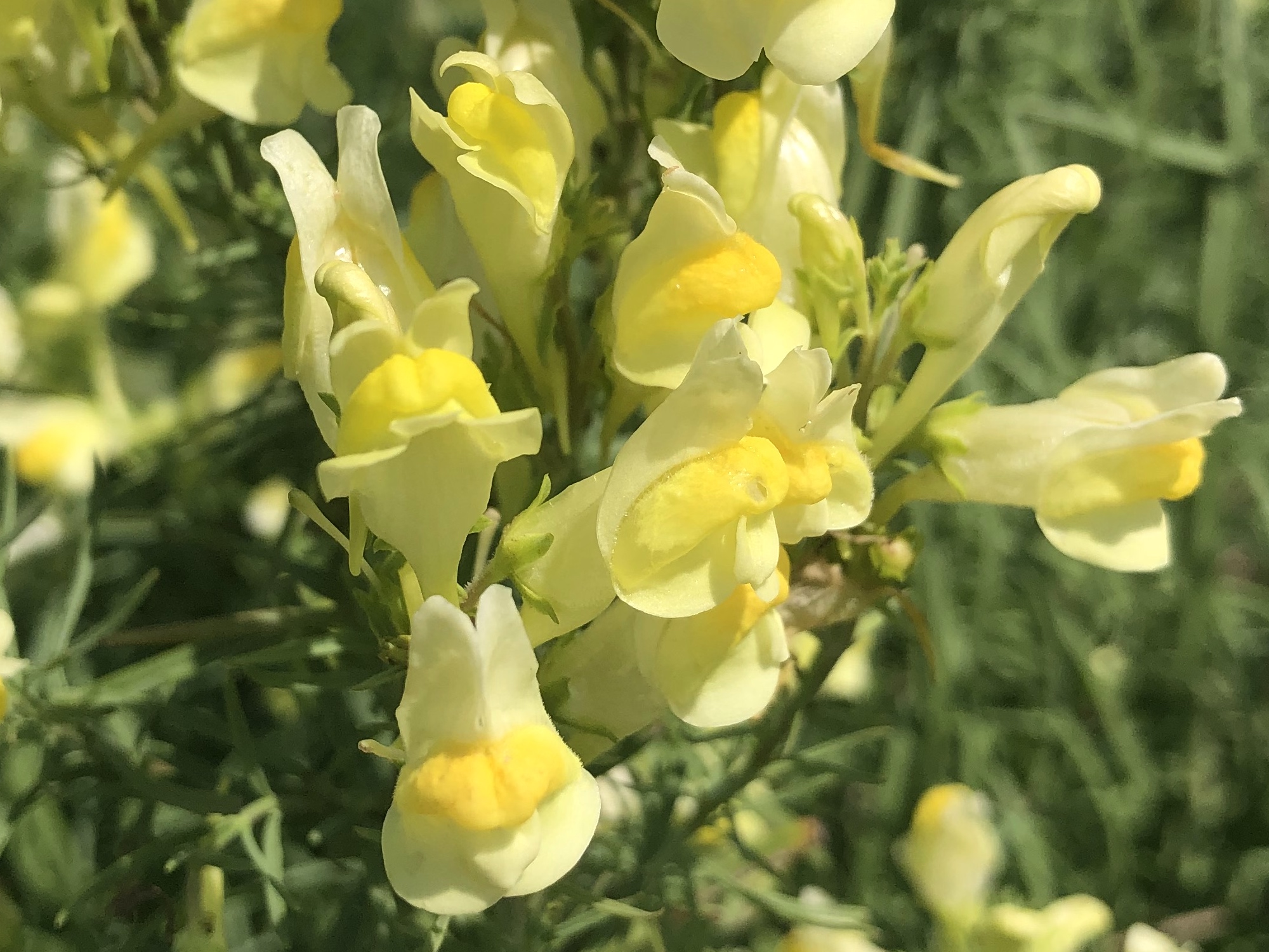 Yellow toadflax also known as Butter-and-eggs in the Prairie Moraine Dog Park in Verona, Wisconsin on July 29, 2023.