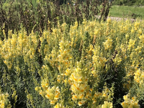 Yellow Toadflax also known as Butter-an-eggs.