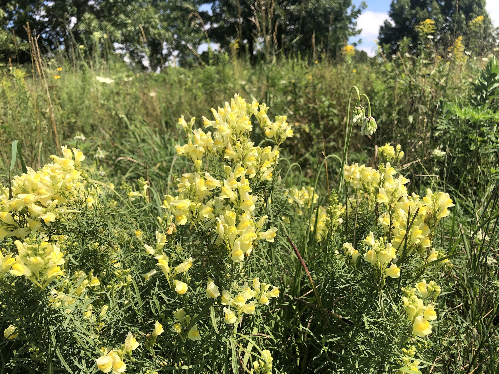 Yellow toadflax also known as Butter-and-eggs in the Prairie Moraine Dog Park in Verona, Wisconsin on July 29, 2023.