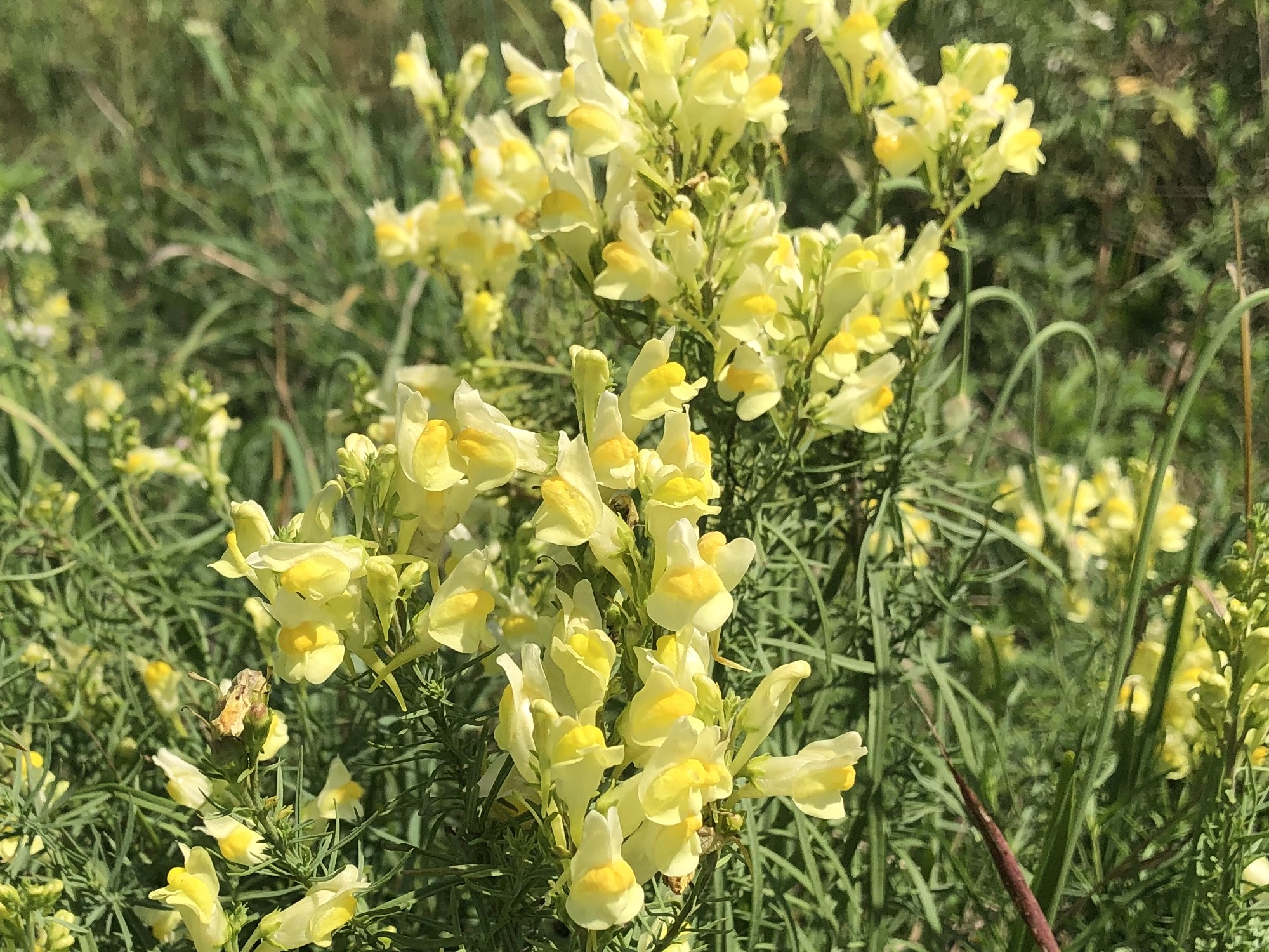 Yellow toadflax also known as Butter-and-eggs in the Prairie Moraine Dog Park in Verona, Wisconsin on July 29, 2023.