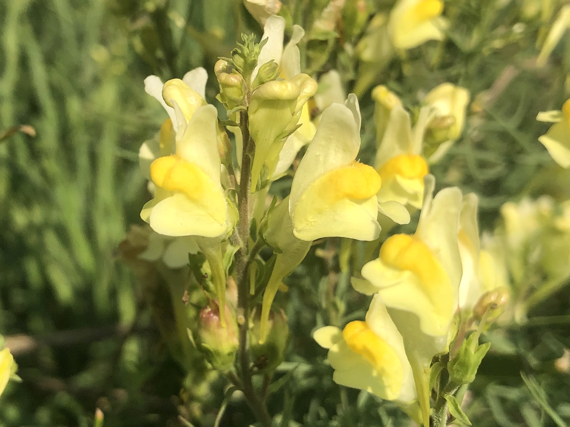Yellow toadflax in the Prairie Moraine Dog Park in Verona, Wisconsin on August 1, 2023.