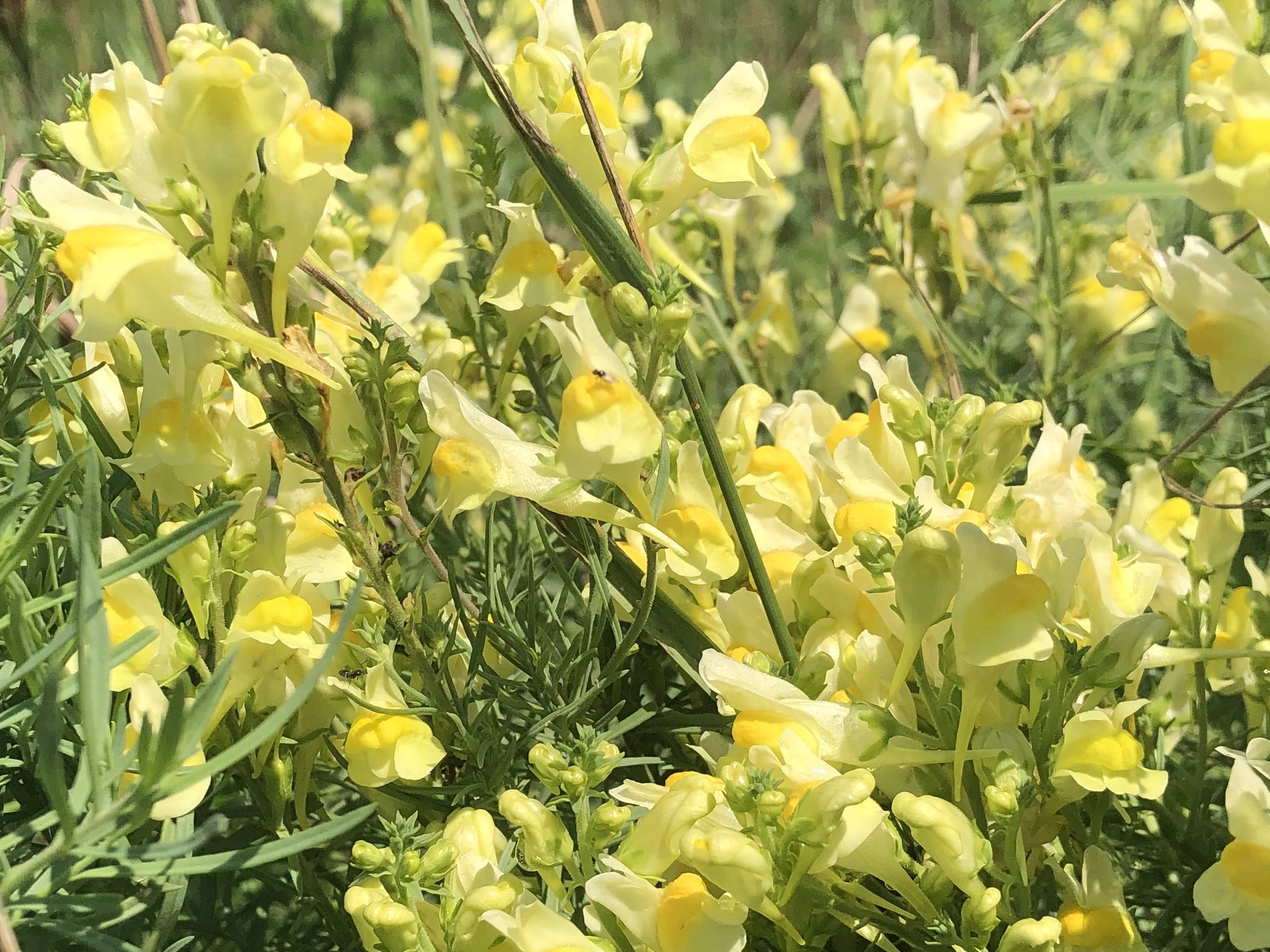 Yellow toadflax also known as Butter-and-eggs in the Prairie Moraine Dog Park in Verona, Wisconsin on July 29, 2023.