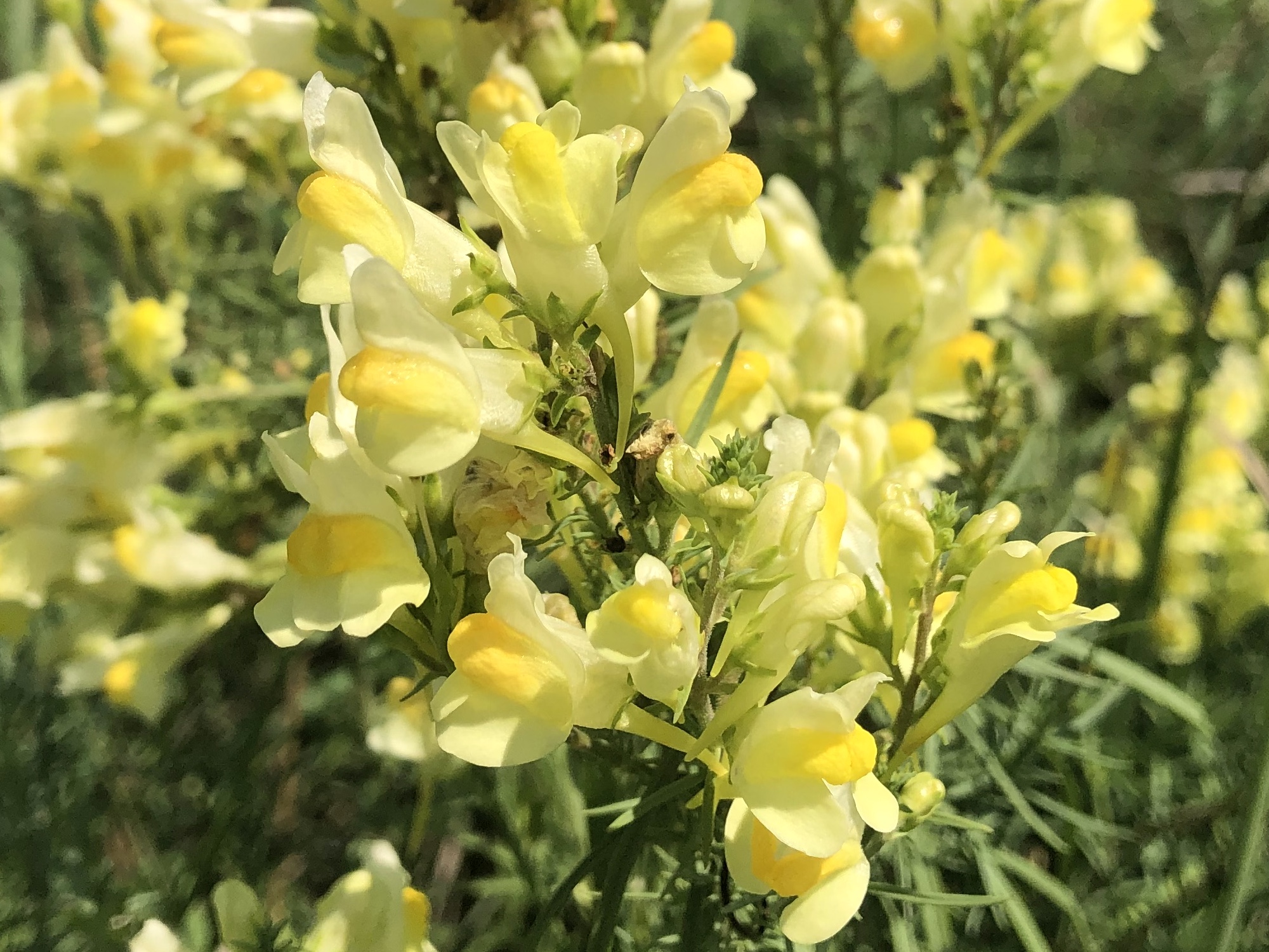 Yellow toadflax also known as Butter-and-eggs in the Prairie Moraine Dog Park in Verona, Wisconsin on July 29, 2023.