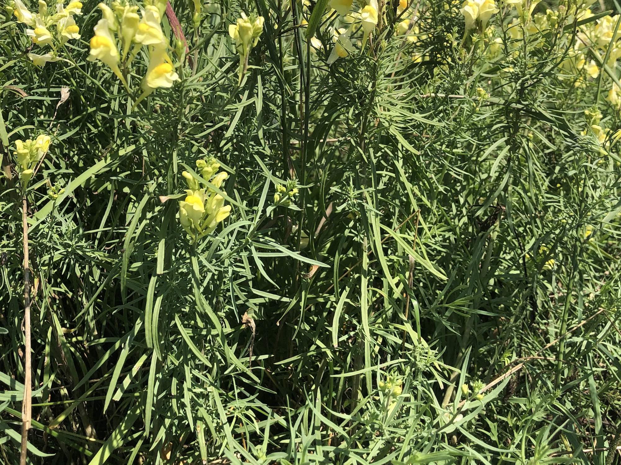 Yellow toadflax leaves.