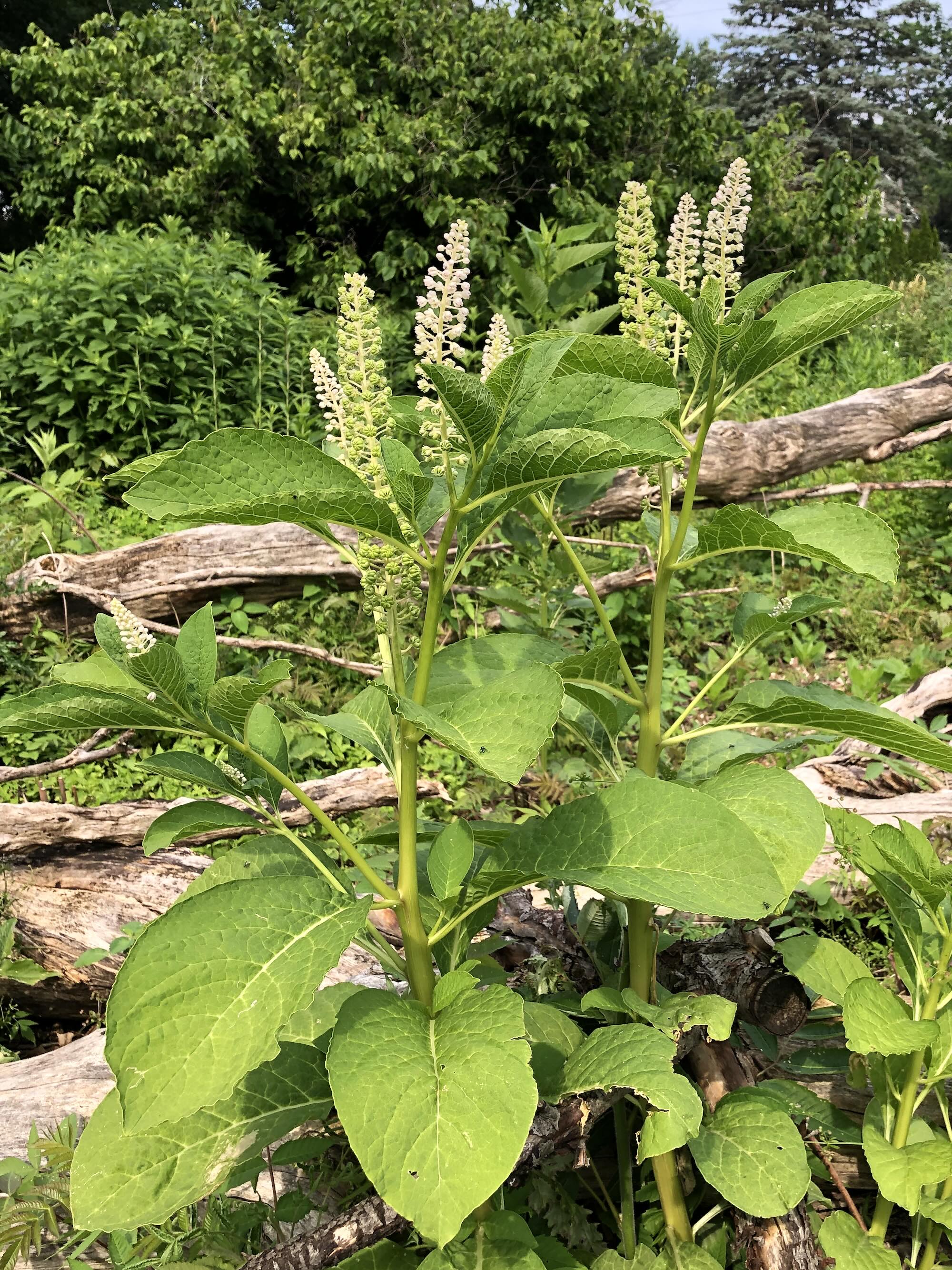 Indian Pokeweed in UW Arboretum's Oak Savanna next to Monroe Street in Madison, Wisconsin on June 17, 2024.