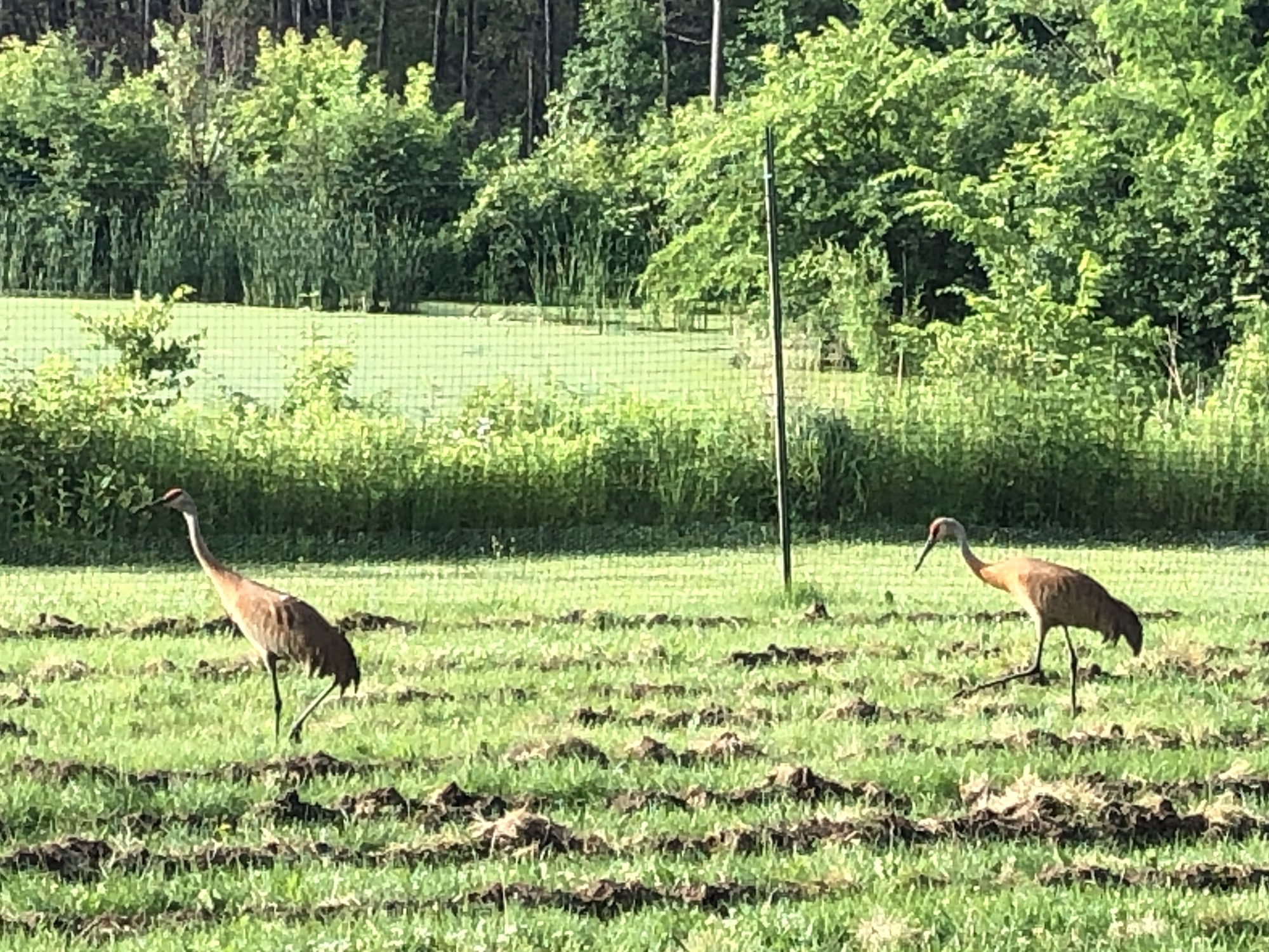 Sandhill Cranes in Three Sisters Garden on June 26, 2019.