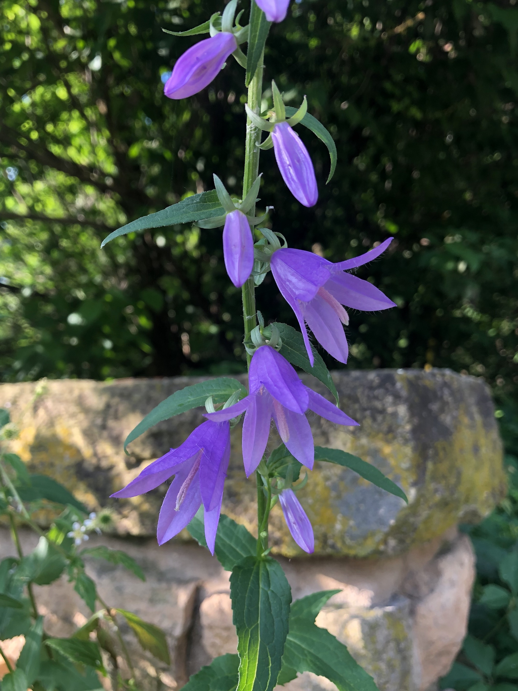 Wisconsin Wildflower | Creeping Bellflower | Campanula rapunculoides