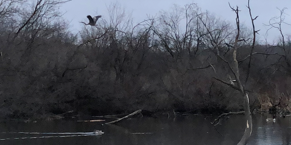 Great Blue Heron in Ho-Nee-Um Pond on December 28, 2018.