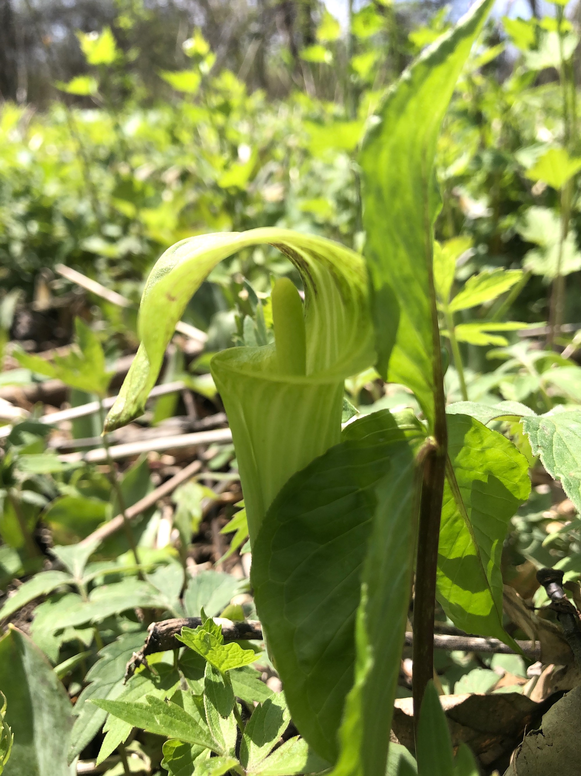 5 Jack In The Pulpit Bare Root Plants, Arisaema Triphyllum, Native Woodland Wildflowers