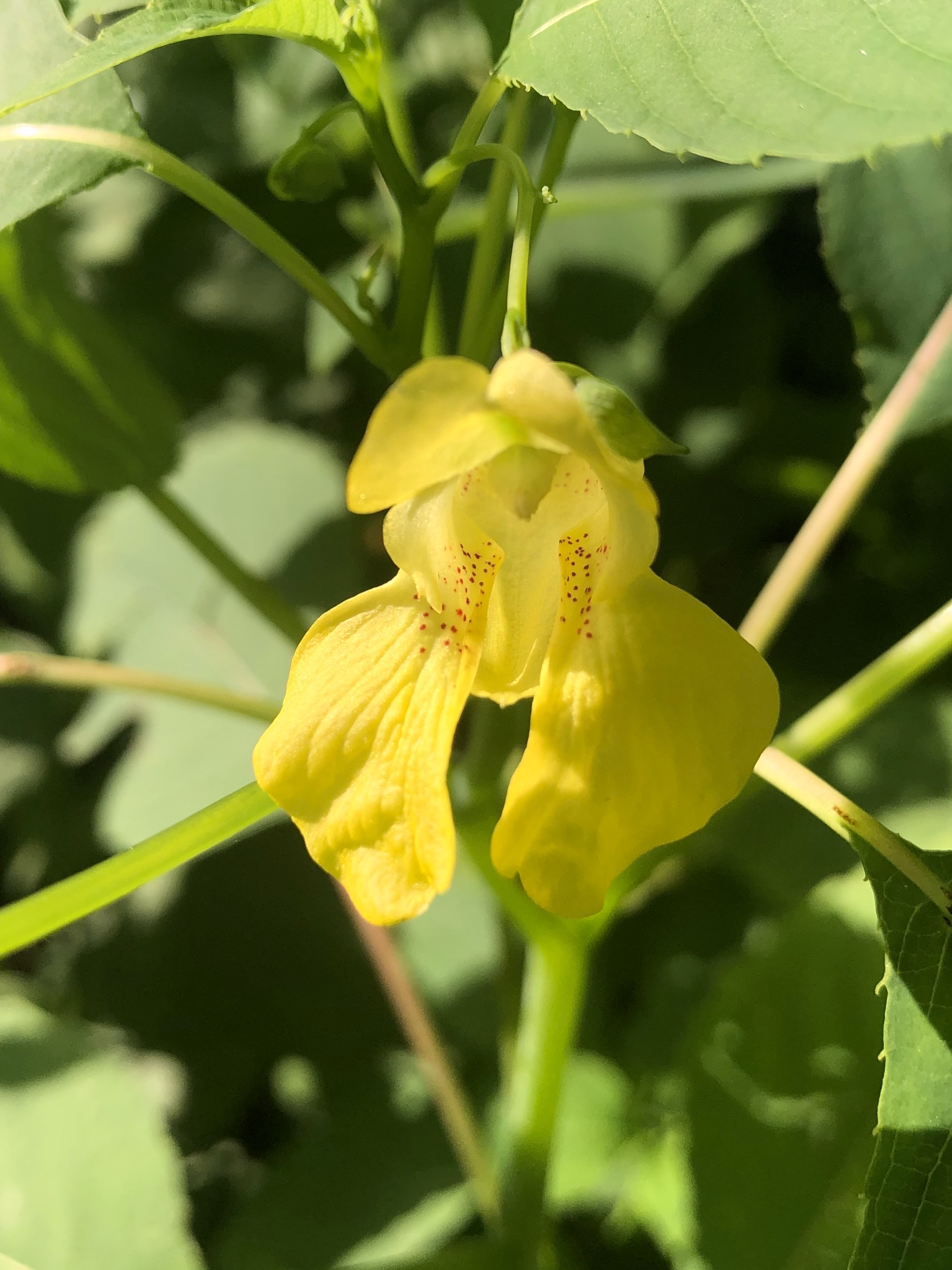 Yellow Jewelweed on Arbor Drive on July 12, 2020.