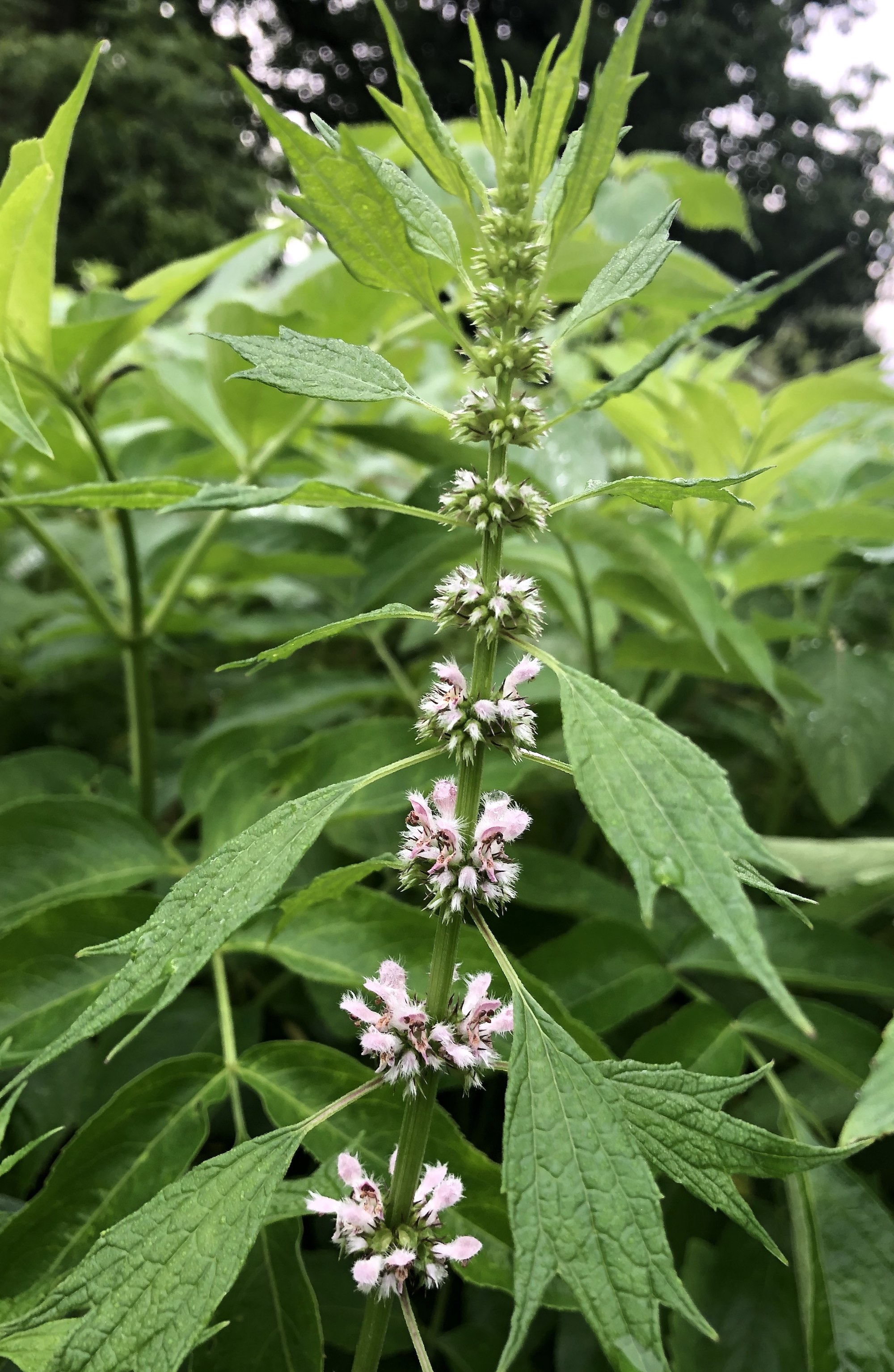 Wisconsin Wildflower | Motherwort | Leonurus cardiaca
