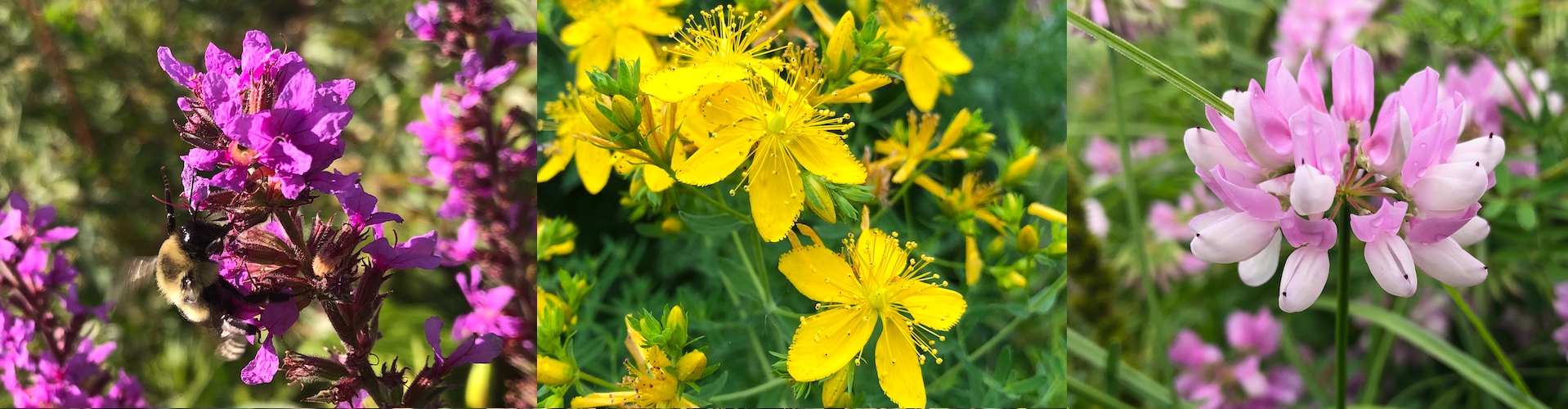Wisconsin Wildflowers.
