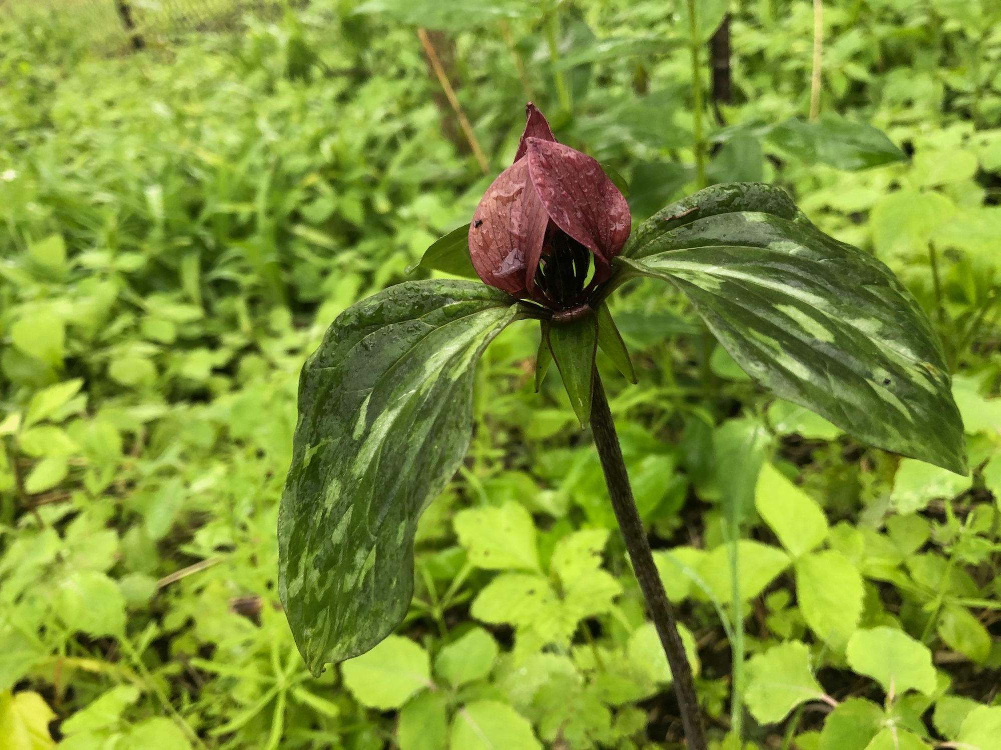 Red Trillium near Marion Dunn on May 18, 2020.
