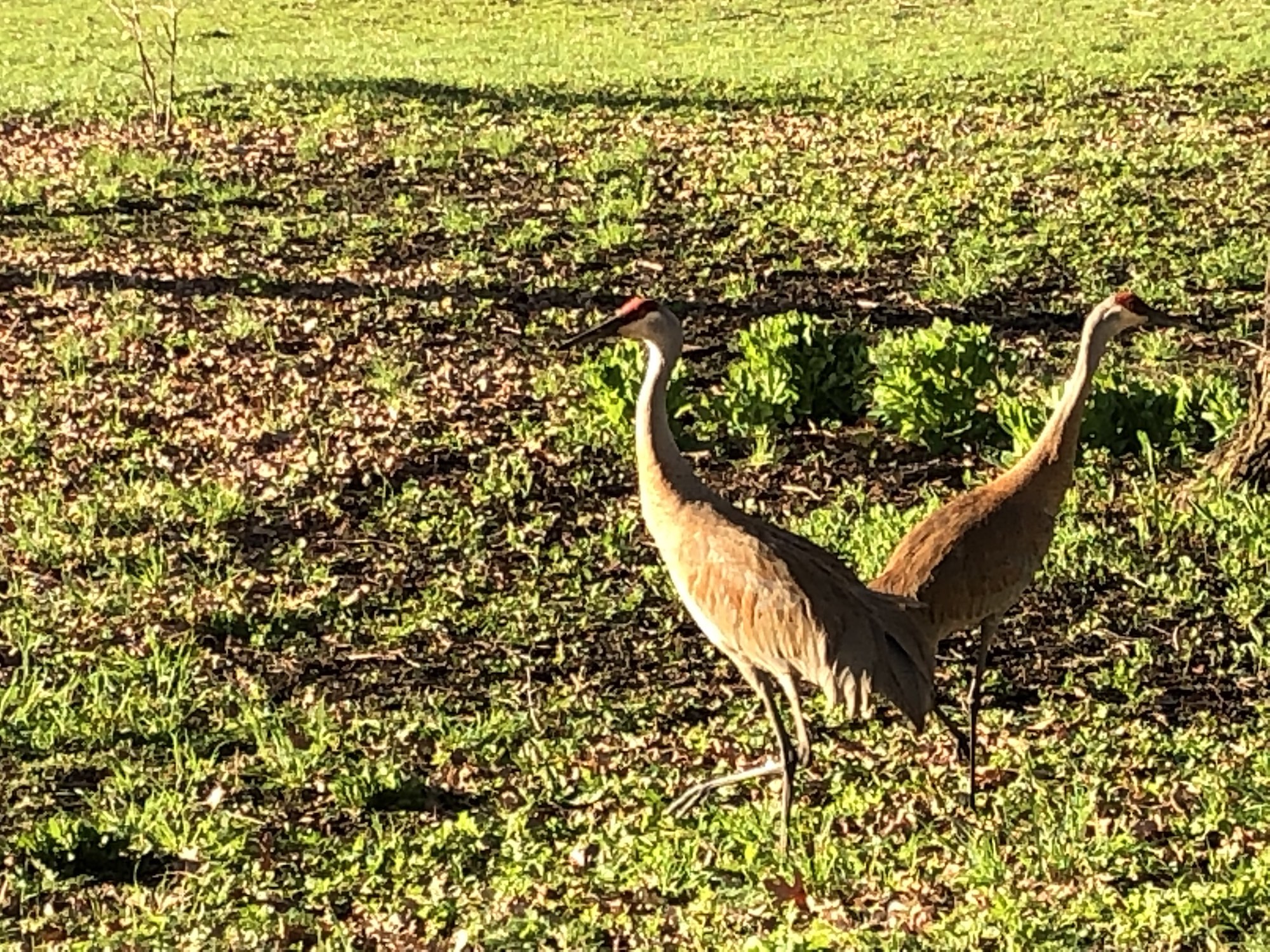Sandhill Cranes in Wingra Park. on April 26, 2019.