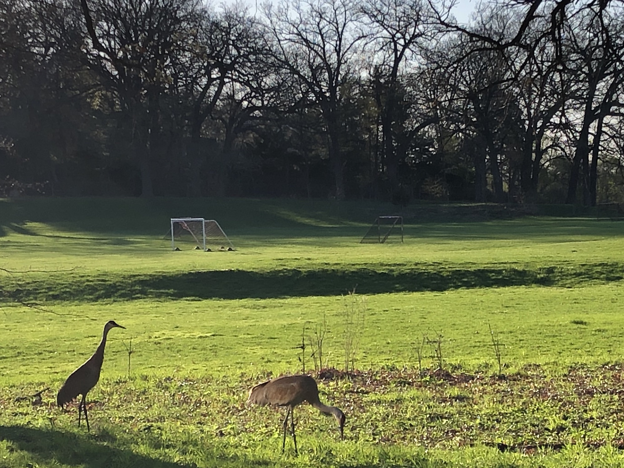 Sandhill Cranes in Wingra Park. on April 26, 2019.