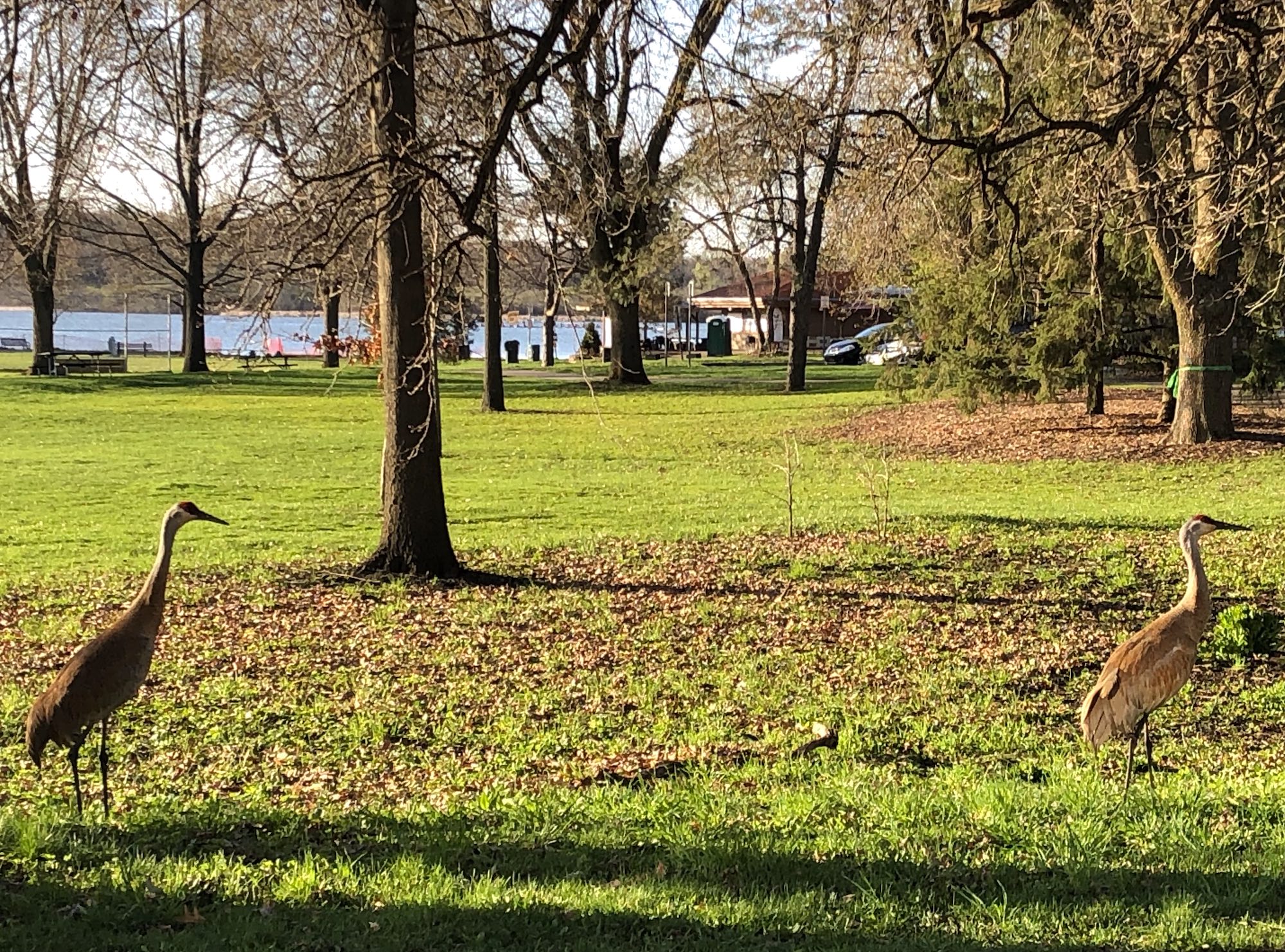 Sandhill Cranes in Wingra Park. on April 26, 2019.