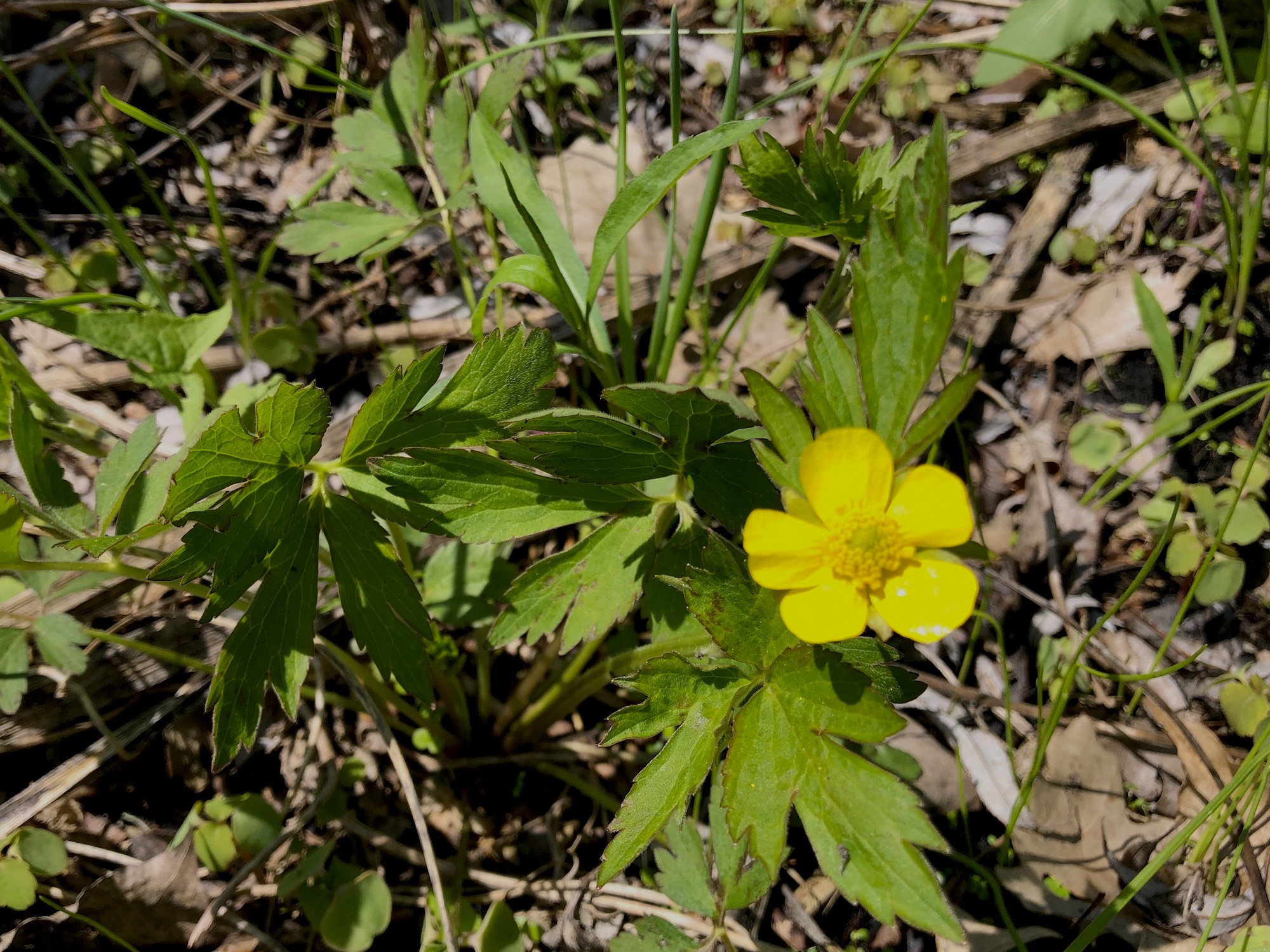 Wisconsin Wildflower | Swamp Buttercup | Ranunculus hispidus Ranunculus ...