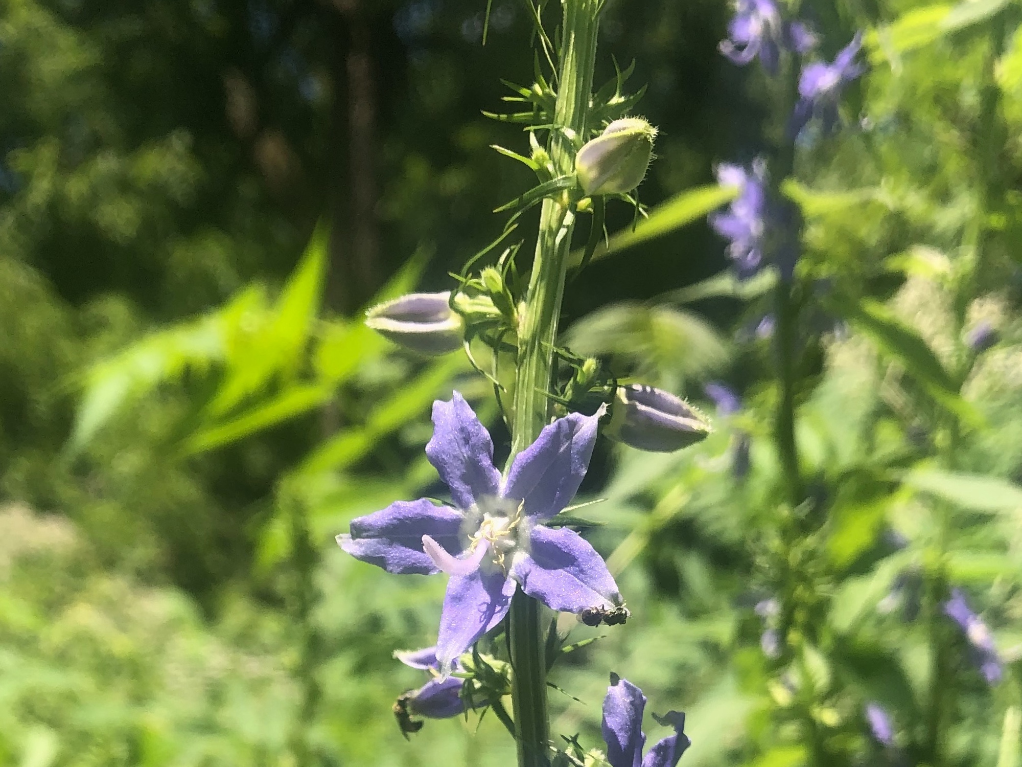 Wisconsin Wildflower | American Bellflower | Campanula americana