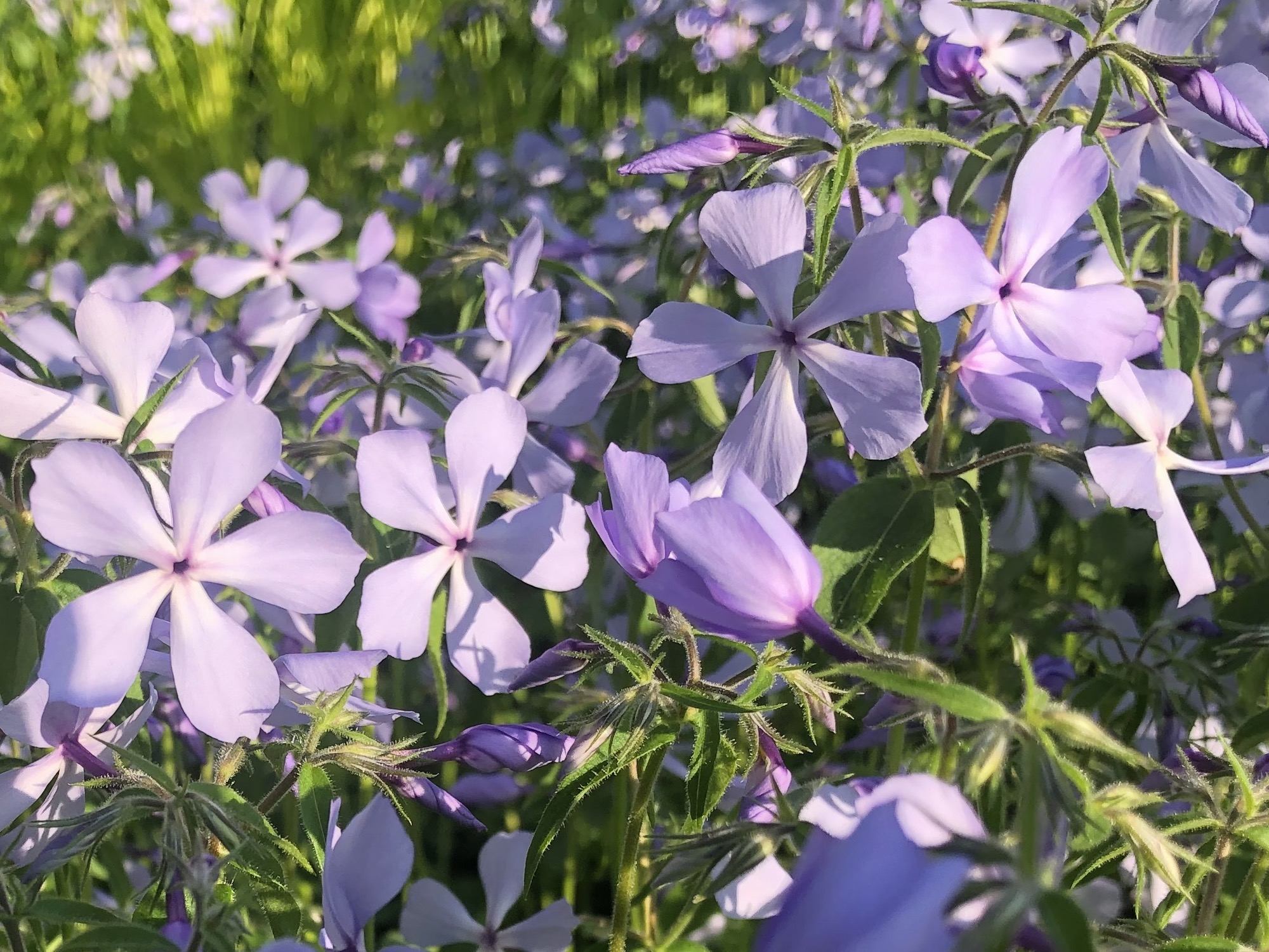 Wisconsin Wildflower | Woodland Phlox | Phlox divaricata | Ephemeral