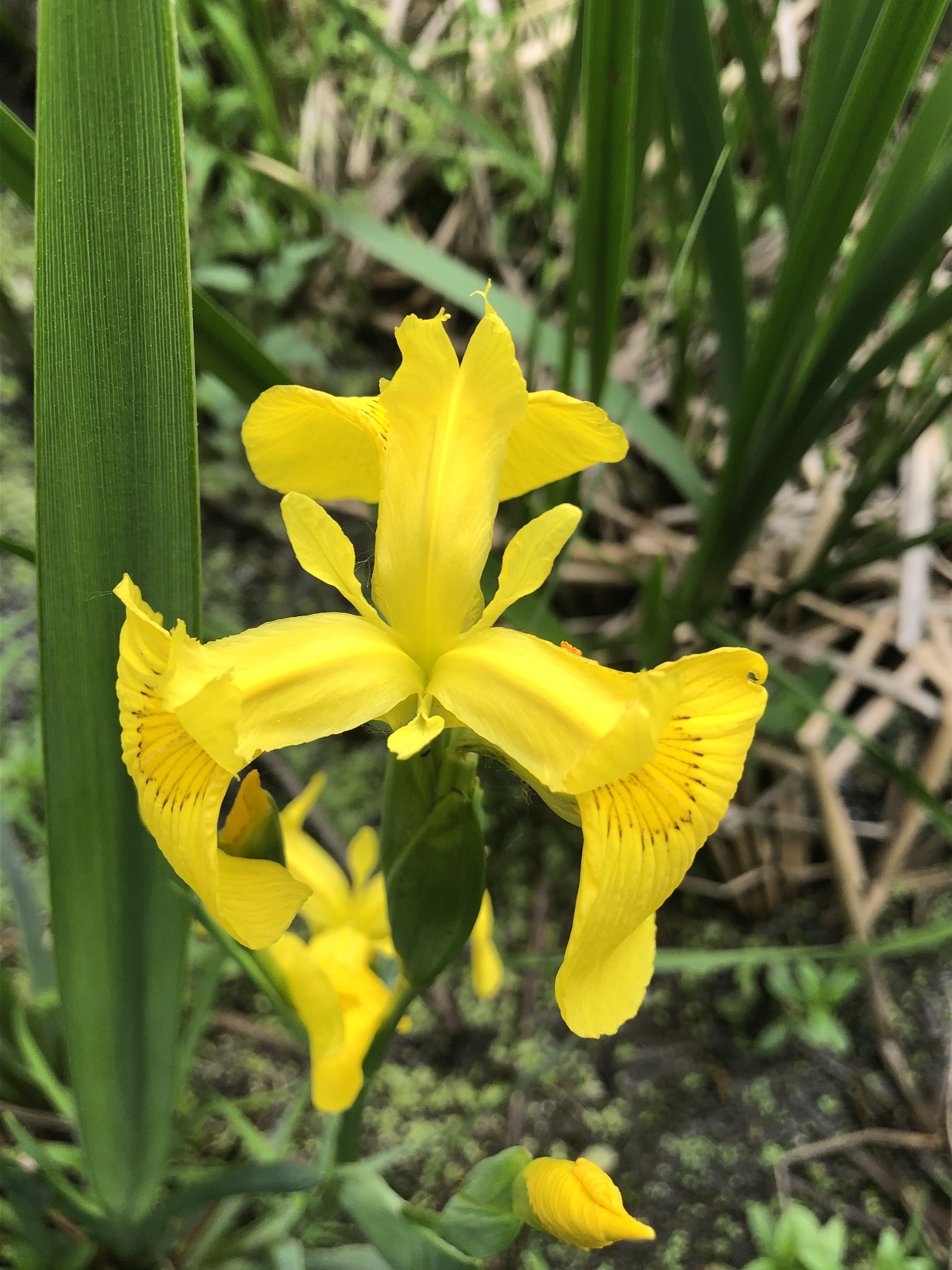 Wisconsin Wildflower | Yellow Flag Iris | Iris pseudacorus