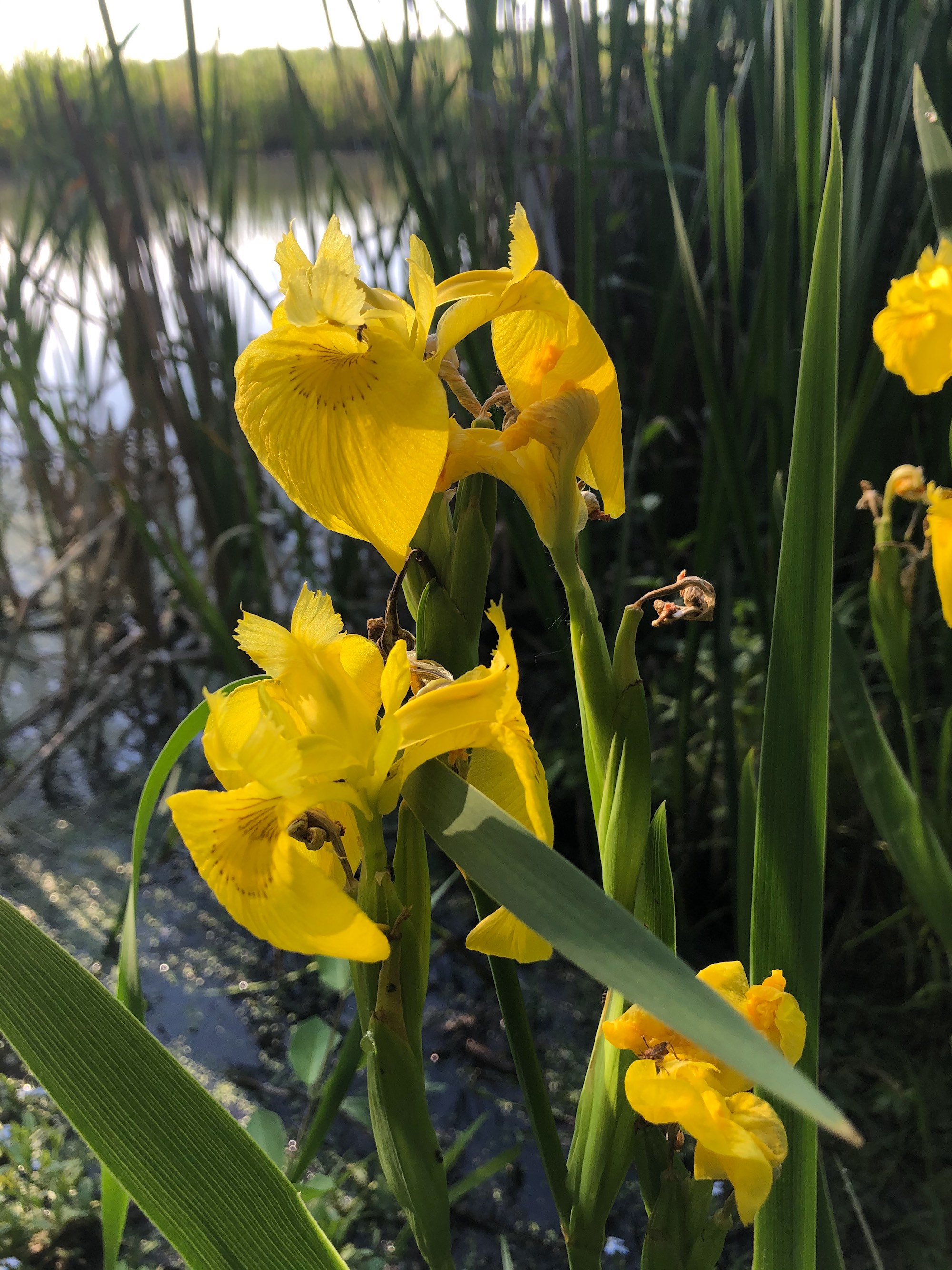 Wisconsin Wildflower | Yellow Flag Iris | Iris pseudacorus