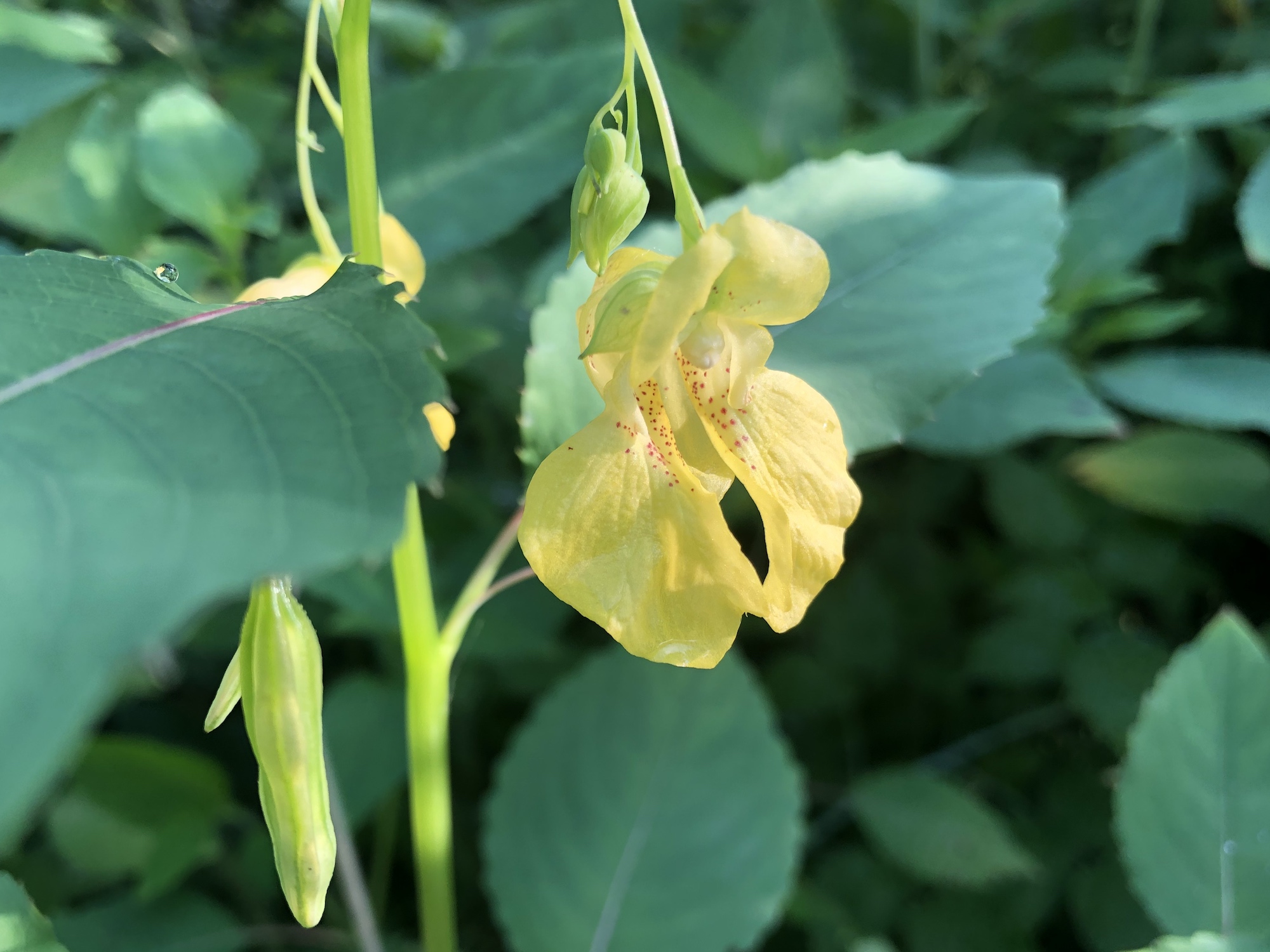 Wisconsin Wildflower | Yellow Jewelweed | Impatiens pallida