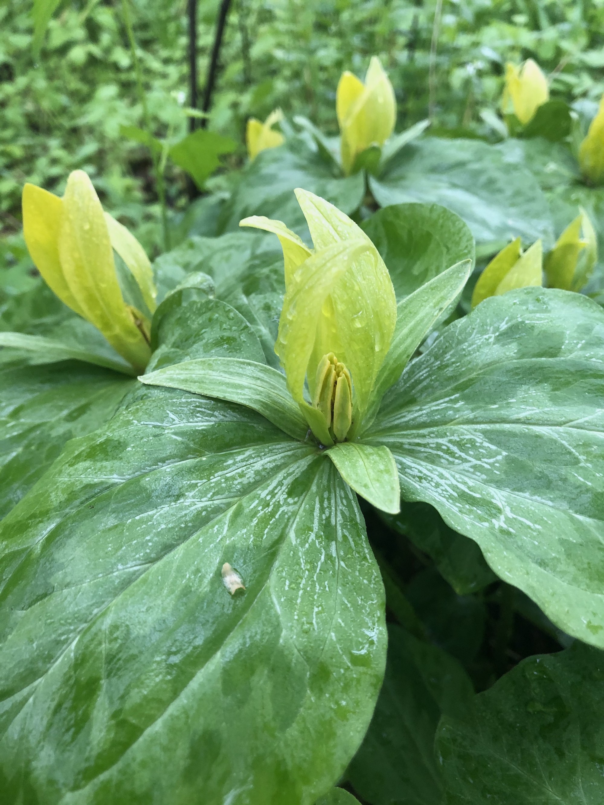 Yellow Trillium near Duck Pond on May 18, 2020.